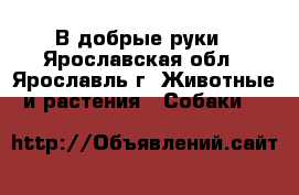 В добрые руки - Ярославская обл., Ярославль г. Животные и растения » Собаки   